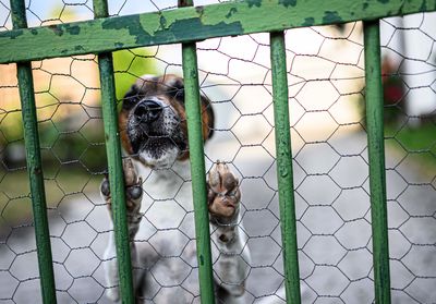 Portrait of cat in cage