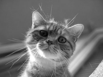 Close-up portrait of cat