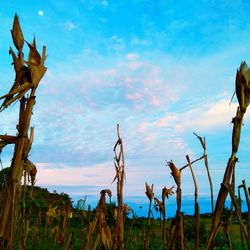 Plants growing on field against sky during sunset