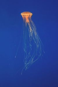 Close-up of jellyfish in water