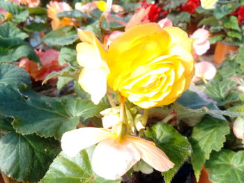 Close-up of yellow flowers blooming outdoors