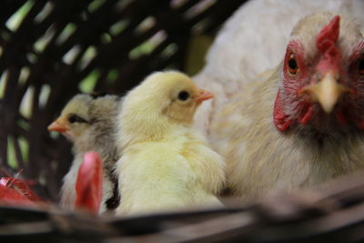 Close-up of hen with young ones