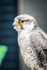 Close-up of owl perching outdoors