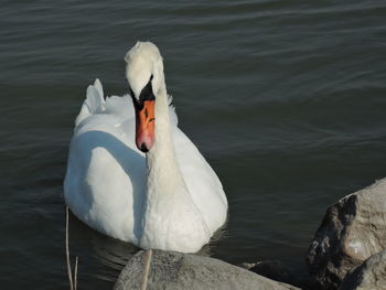 Close-up of swan swimming on lake