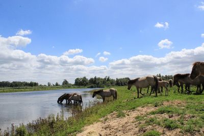 Horses in a field