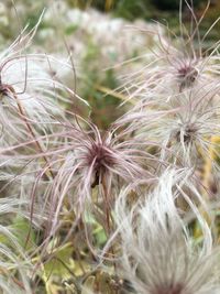 Close-up of fresh green grass