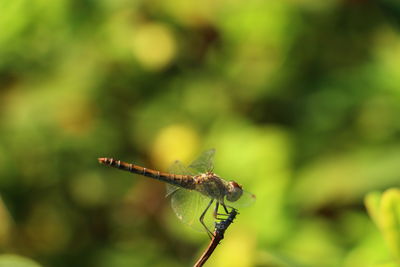 Close-up of dragonfly on plant