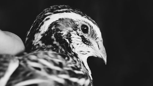 Close-up of eagle