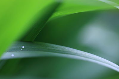 Close-up of green leaves