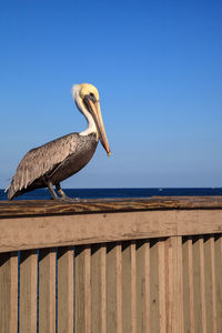 Brown pelican pelecanus occidentalis purchase on the side of the pier at deerfield beach 