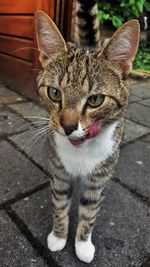 Close-up portrait of cat