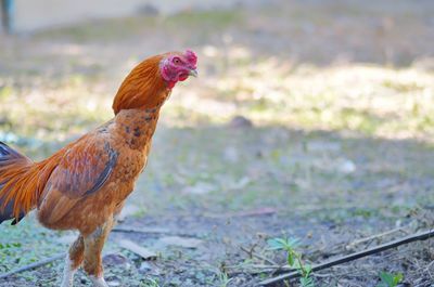 Close-up of rooster on field