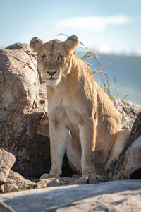 Lion sitting on rock against sky