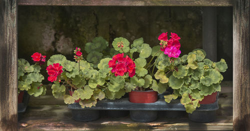 Close-up of potted plant