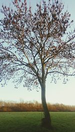 Trees on grassy field