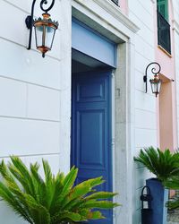 Potted plants outside building