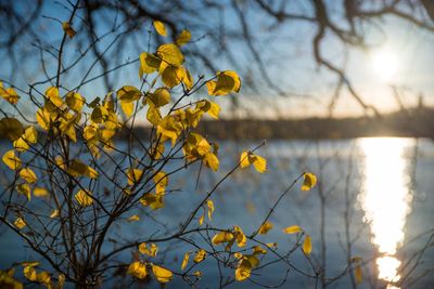 Sun shining through trees
