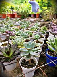 Potted plants in greenhouse