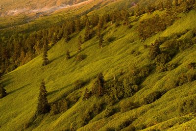 High angle view of pine trees in forest