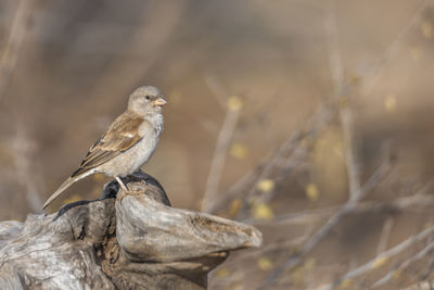 Close-up of bird perching on a tree