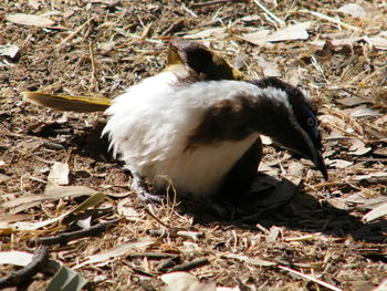 Close-up of a bird