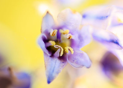 Close-up of yellow flowering plant