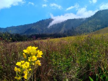 Yellow flowering plants on field against sky