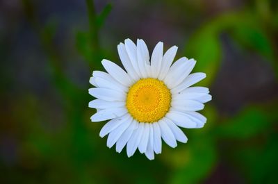 Close-up of white daisy flower