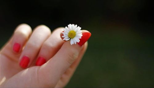 Close-up of woman holding flower over black background