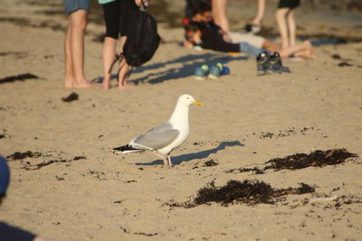 Low section of seagulls on beach