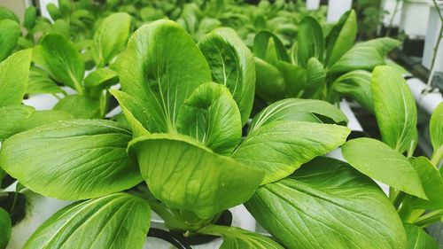 Close-up of green leaves