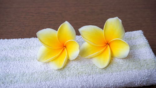 Close-up of frangipani on table