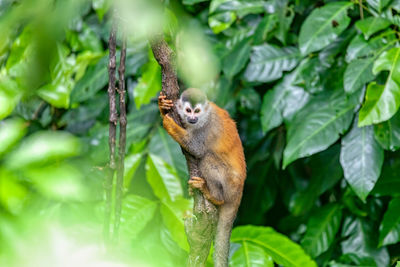 Close-up of squirrel on tree