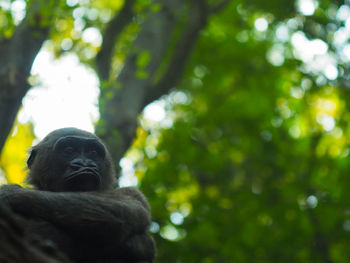 Low angle view of man sitting by tree