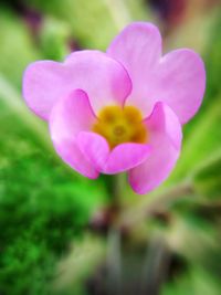 Close-up of pink flowers