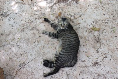 High angle view of cat lying on land