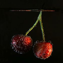 Close-up of berries against black background