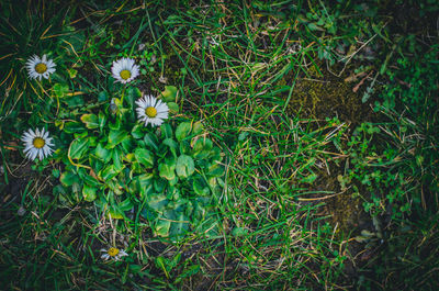 High angle view of flowering plants on field