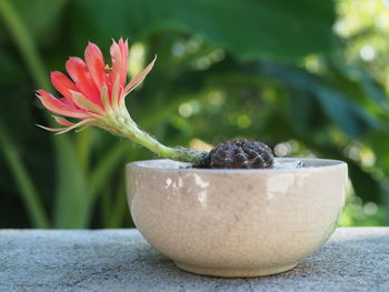 Close-up of rose in bowl