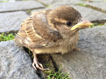 Close-up of a bird looking away