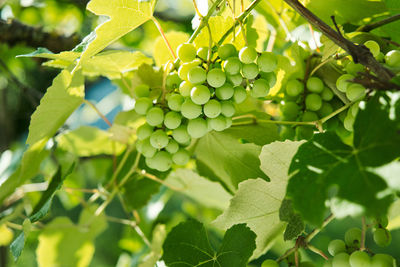 Close-up of grapes growing in vineyard