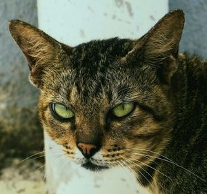 Close-up portrait of a cat