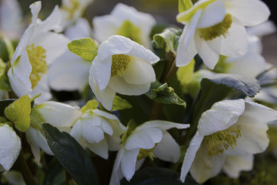 Close-up of wet white flowering plants