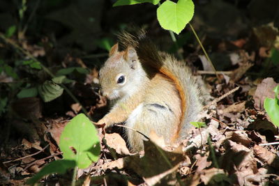 Squirrel on a field