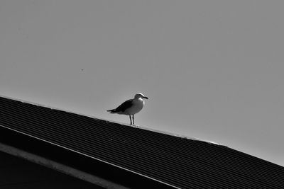 Low angle view of seagull perching on roof against sky