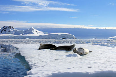 Seals on iceberg against sky