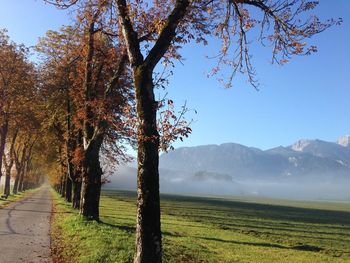 Trees on field against sky