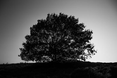 Low angle view of silhouette tree on field against clear sky