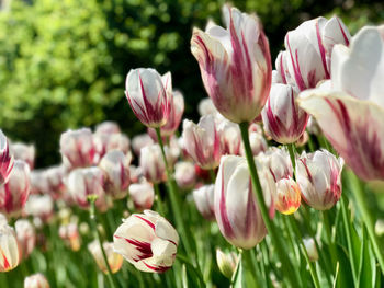 Close-up of pink tulips on field