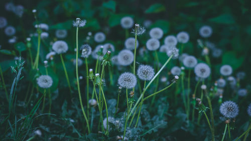 Close-up of purple flowering plants on field